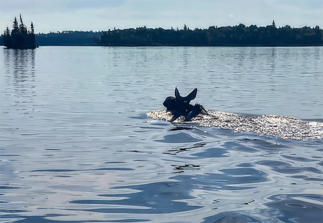 Biscotasing Sportsman Lodge Moose Swiming.jpg